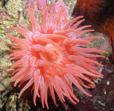 Image of Fernald brooding anemone