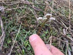 Image of Great Basin Indian potato