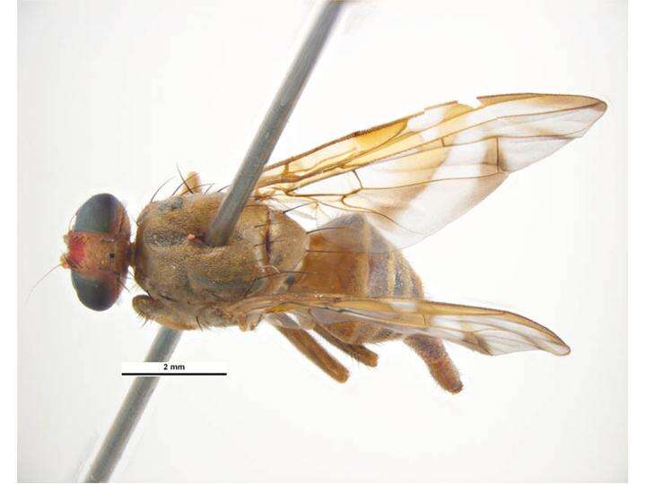 Image of Mexican Fruit Fly