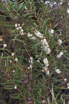 Imagem de Hakea laevipes subsp. laevipes