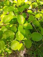 Imagem de Viburnum ellipticum Hook.