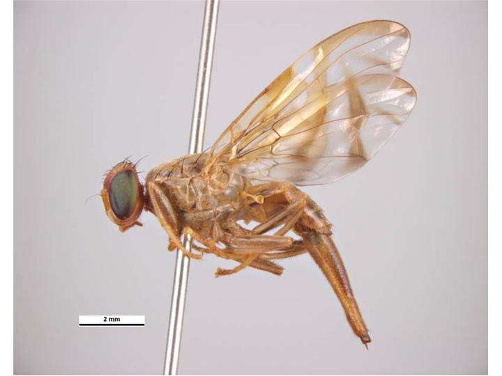 Image of Mexican Fruit Fly