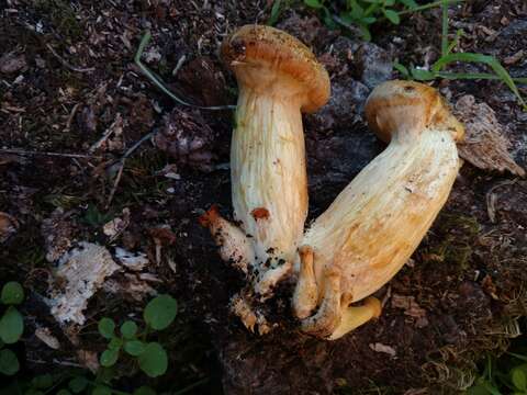 Image of Armillaria sinapina Bérubé & Dessur. 1988