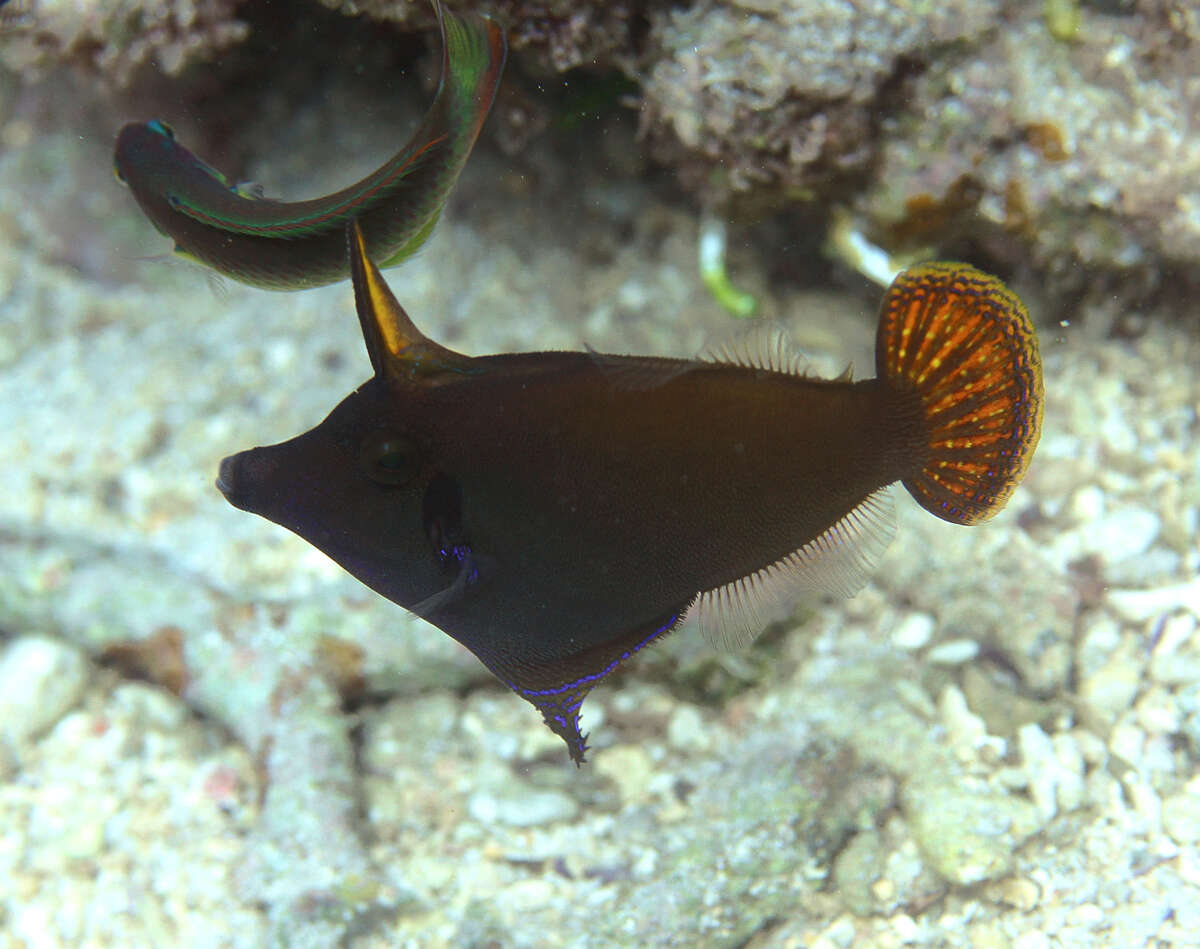 Image of Blackbar Filefish