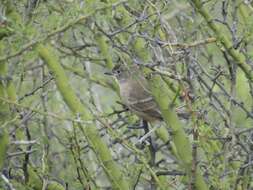 Image of White-throated Cacholote