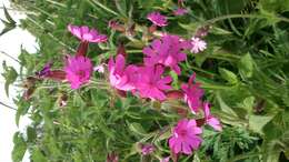 Image of red catchfly