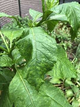 Pokeweed mosaic virus resmi