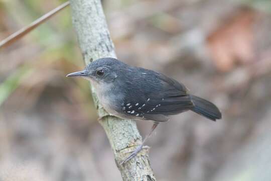 Image of Aprositornis Isler, ML, Bravo & Brumfield 2013