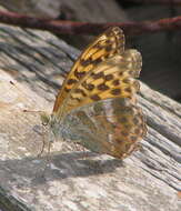 Image of silver-washed fritillary