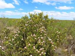 Imagem de Leucadendron muirii Phillips