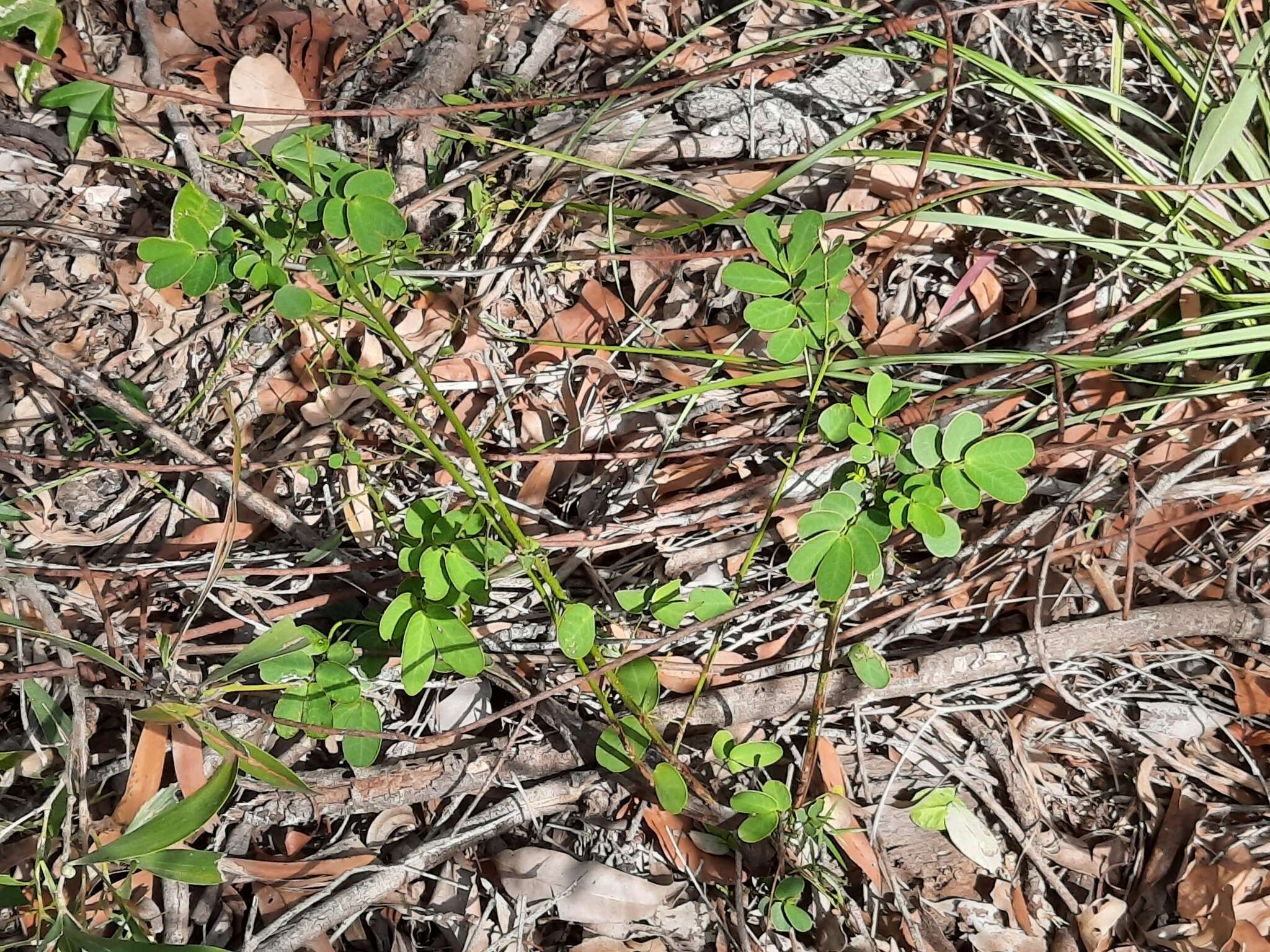 Senna pendula var. glabrata (Vogel) H. S. Irwin & Barneby resmi