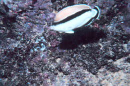 Image of Banded Angelfish