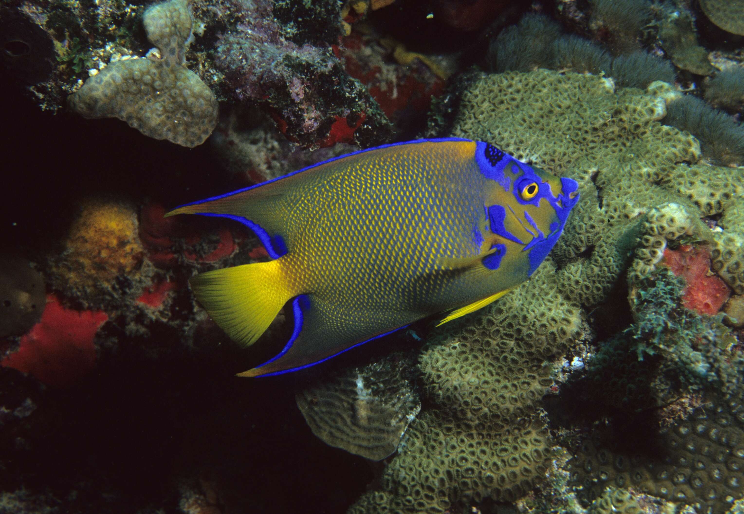 Image of Angelfish