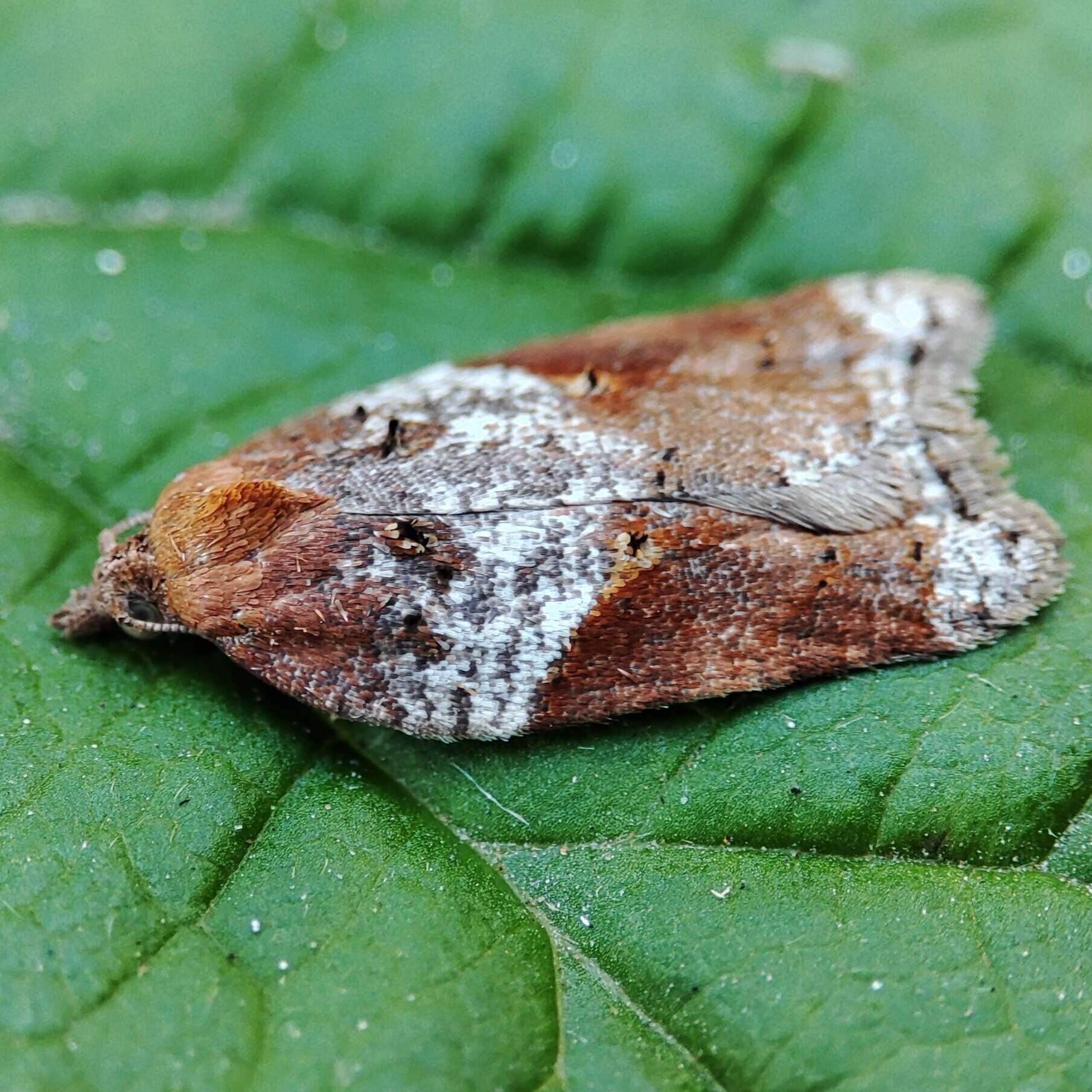 Image of broad-barred button moth