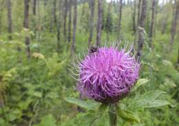 Image of Rhaponticum carthamoides subsp. carthamoides