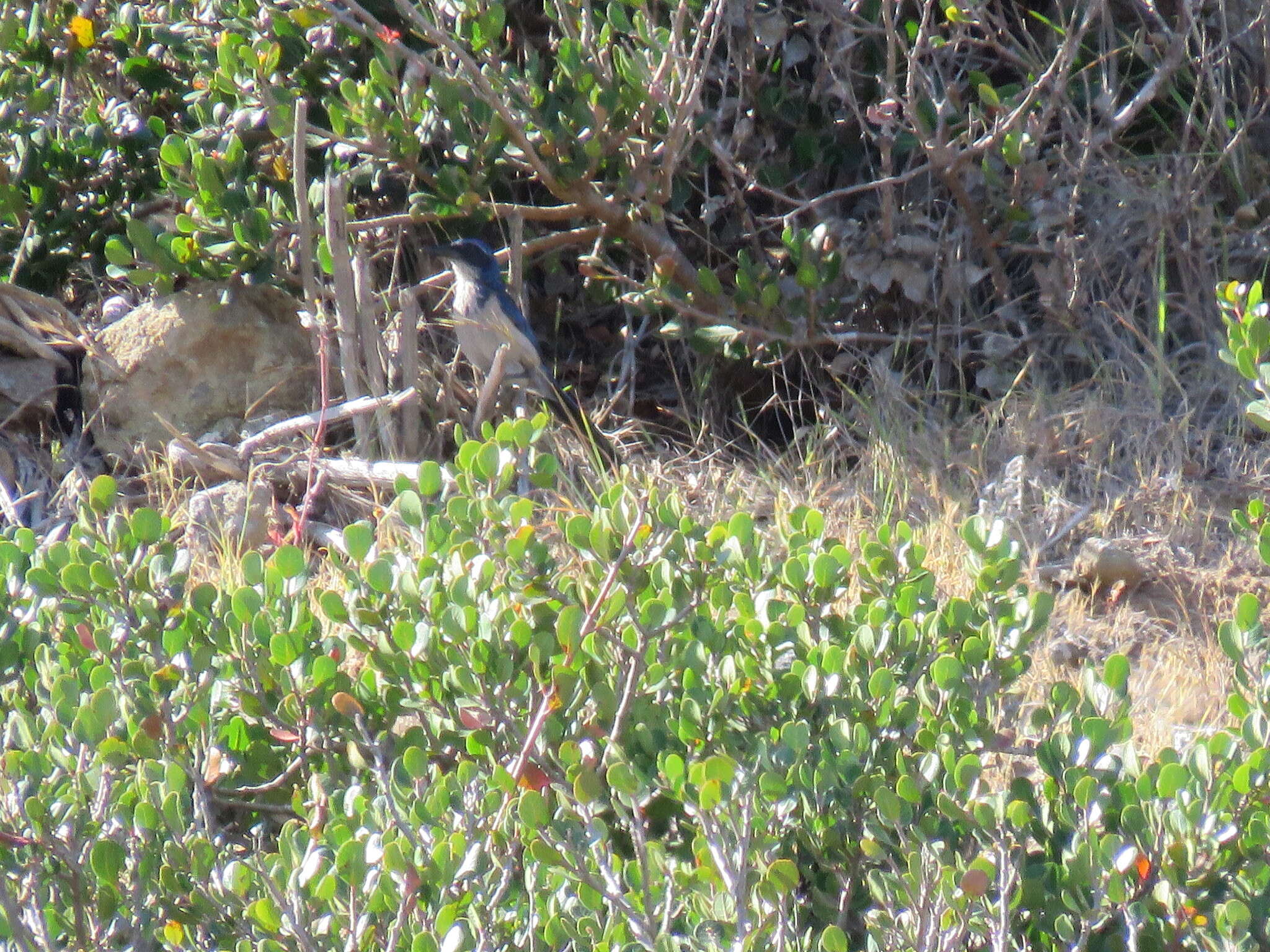 Image of Island Scrub Jay