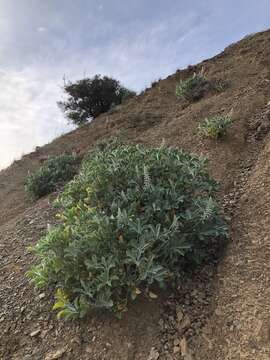 Image of Cobb Mountain lupine