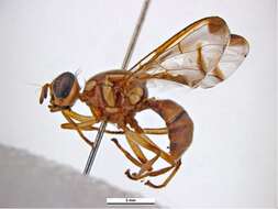 Image of Melon fly