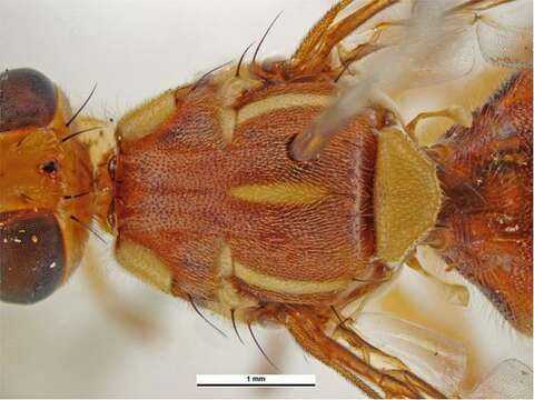 Bactrocera cucurbitae (Coquillett 1899) resmi