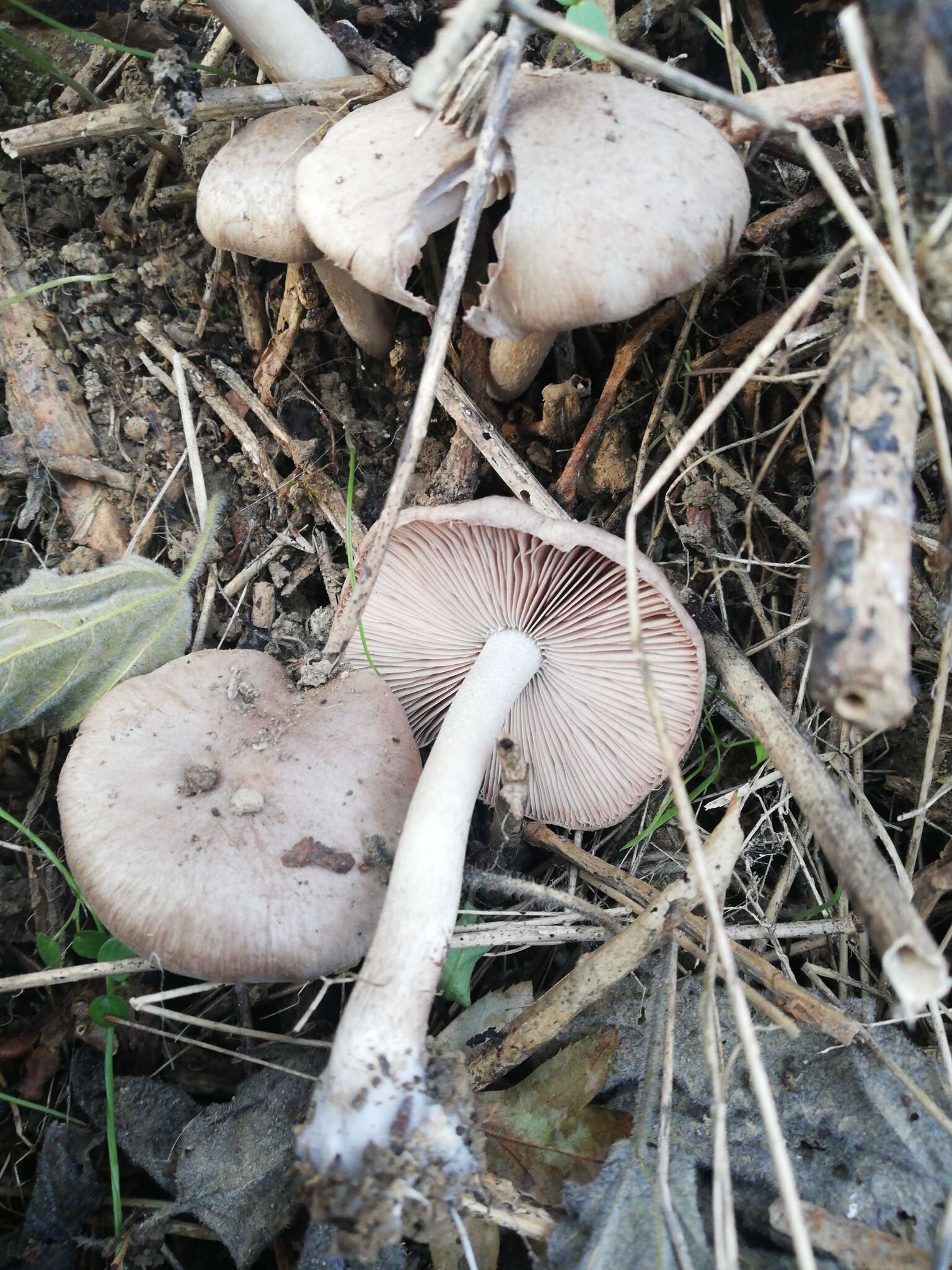 Coprinopsis melanthina (Fr.) Örstadius & E. Larss. 2015 resmi