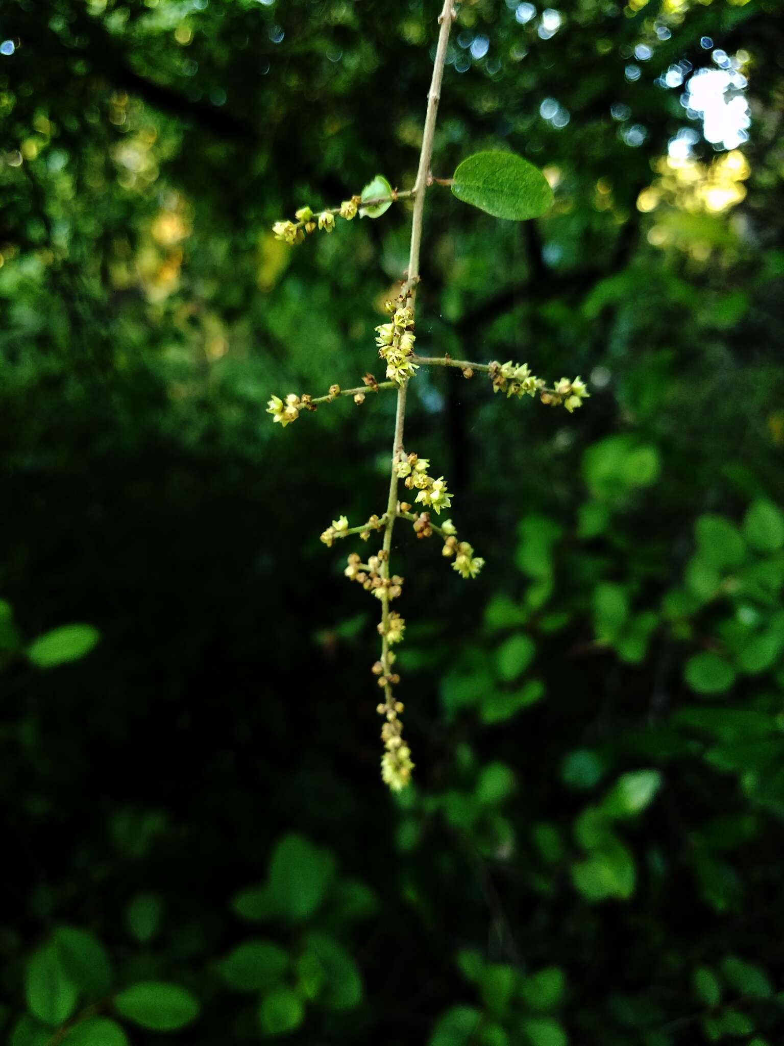 Image of pauper's-tea