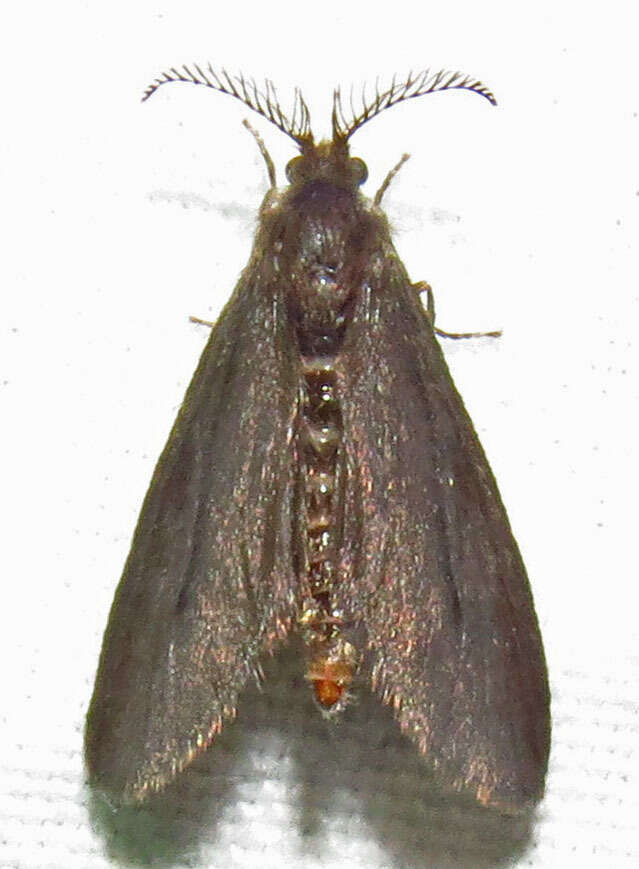 Image of Cryptothelea nigrita Barnes & McDunnough 1913