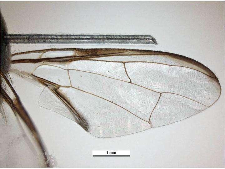 Слика од Bactrocera dorsalis (Hendel 1912)