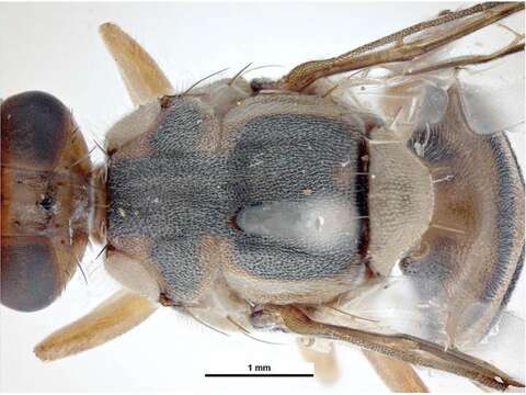 Image of Oriental fruit fly