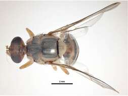 Image of Oriental fruit fly