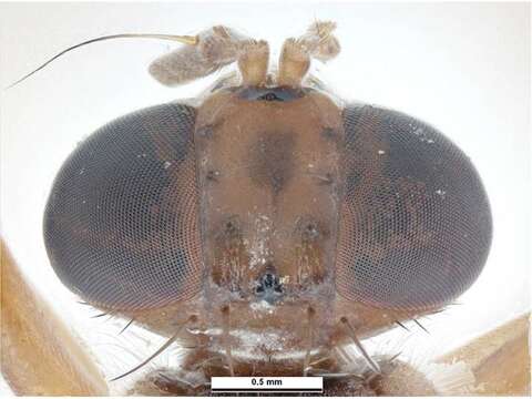 Image of Oriental fruit fly