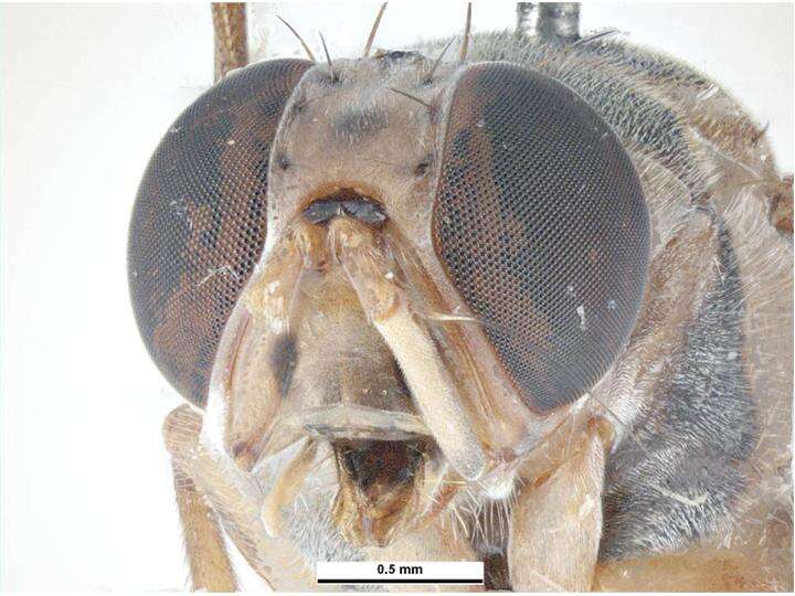 Image of Oriental fruit fly