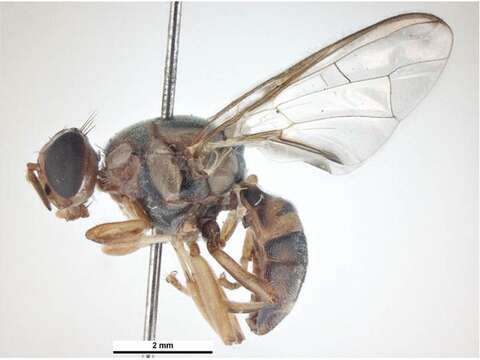 Image of Oriental fruit fly