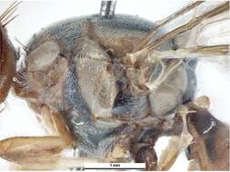 Bactrocera dorsalis (Hendel 1912) resmi