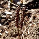 Schizaea fistulosa Labill.的圖片