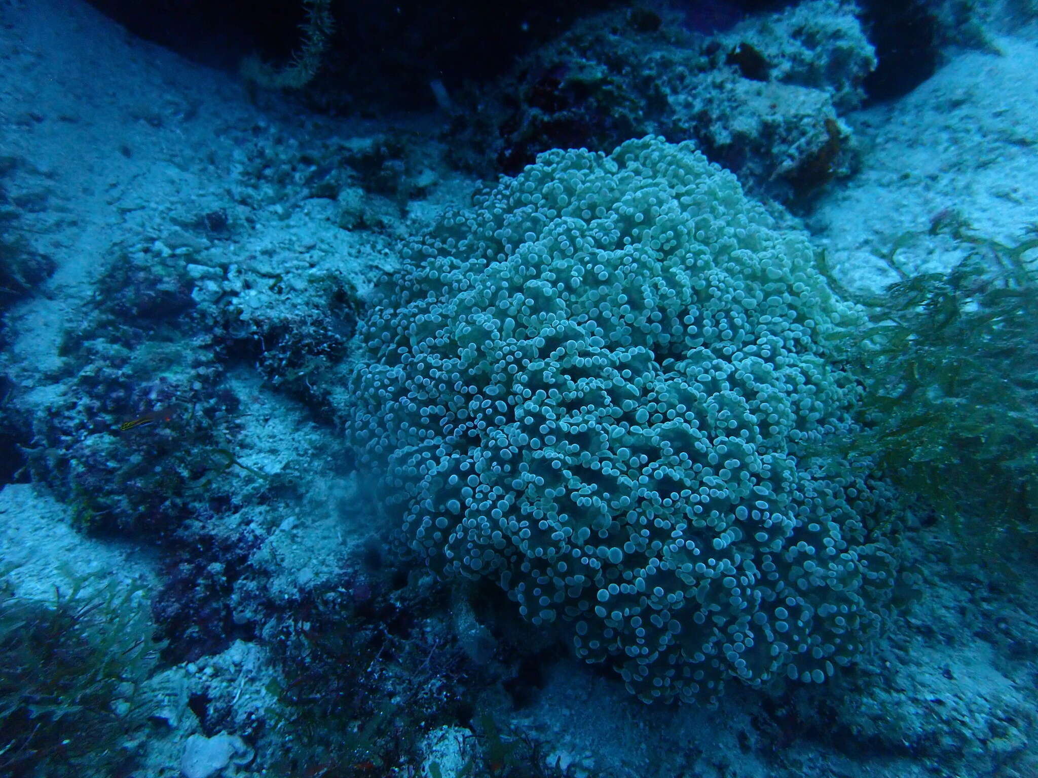 Image of Bubble coral