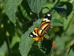 Image of Isabella’s Longwing