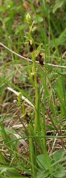 Слика од Ophrys insectifera L.