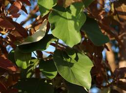 Plancia ëd Cordia macleodii Hook. fil. & Thoms.