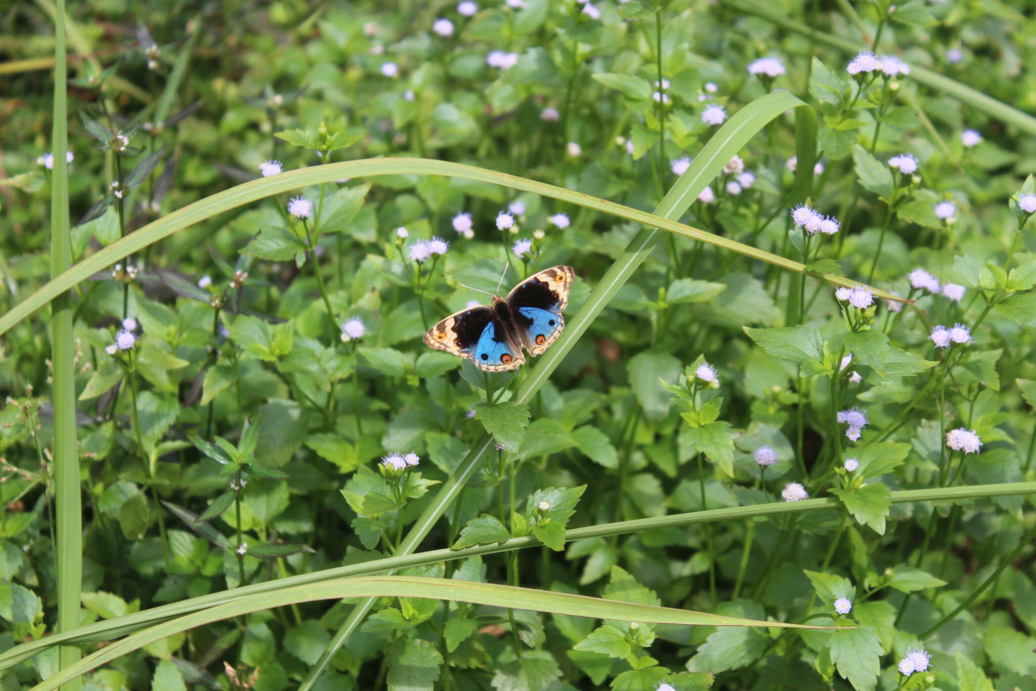 Image of Blue pansy