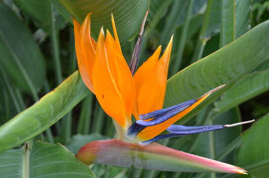 Image of Bird of paradise plant