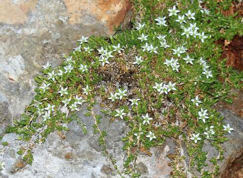 Image of Facchinia rupestris (Scop.) Dillenb. & Kadereit