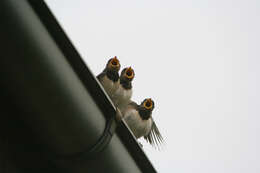 Image of Hirundo Linnaeus 1758