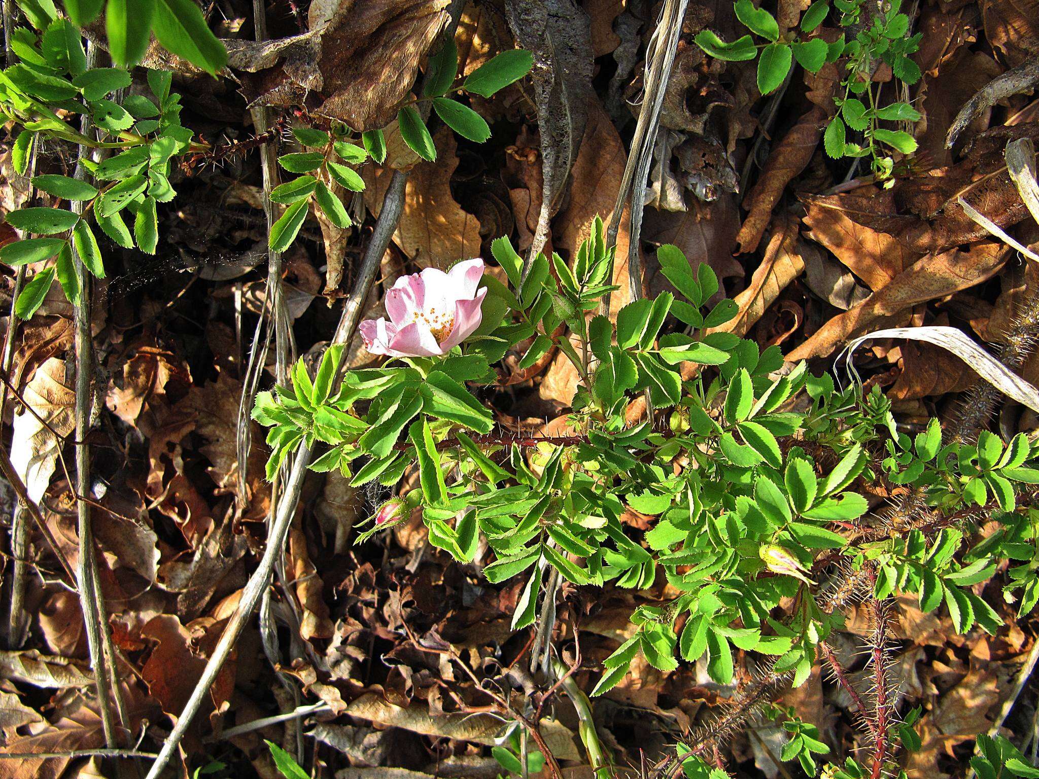 Plancia ëd Rosa koreana Kom.