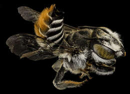 Image of Bee