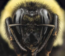 Image of Brown-belted Bumblebee