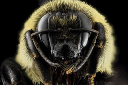 Image of Bumblebees