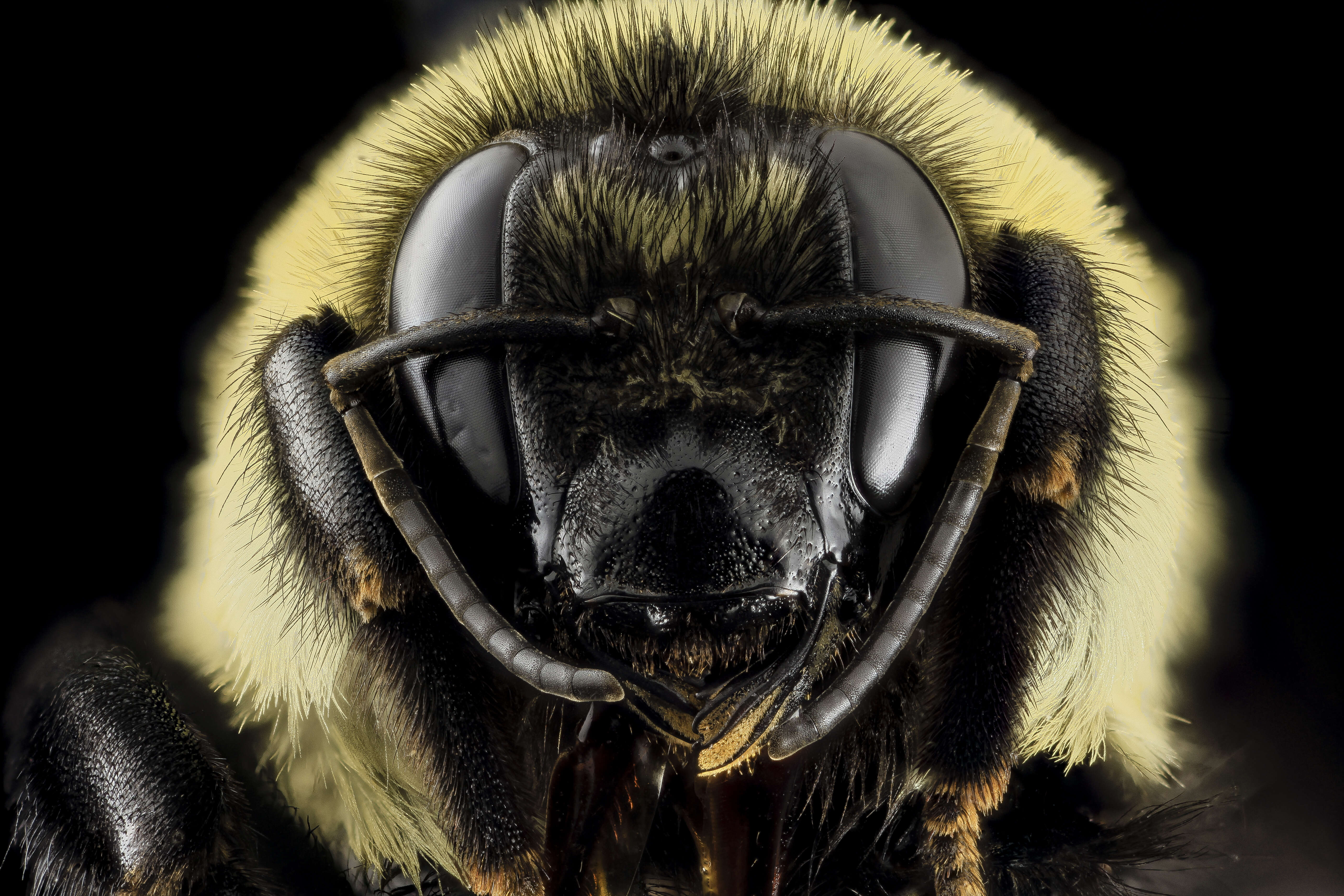 Image of Bumblebees