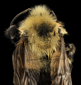 Image of Two-spotted Bumblebee