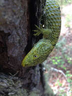 Image of Mixtecan Arboreal Alligator Lizard