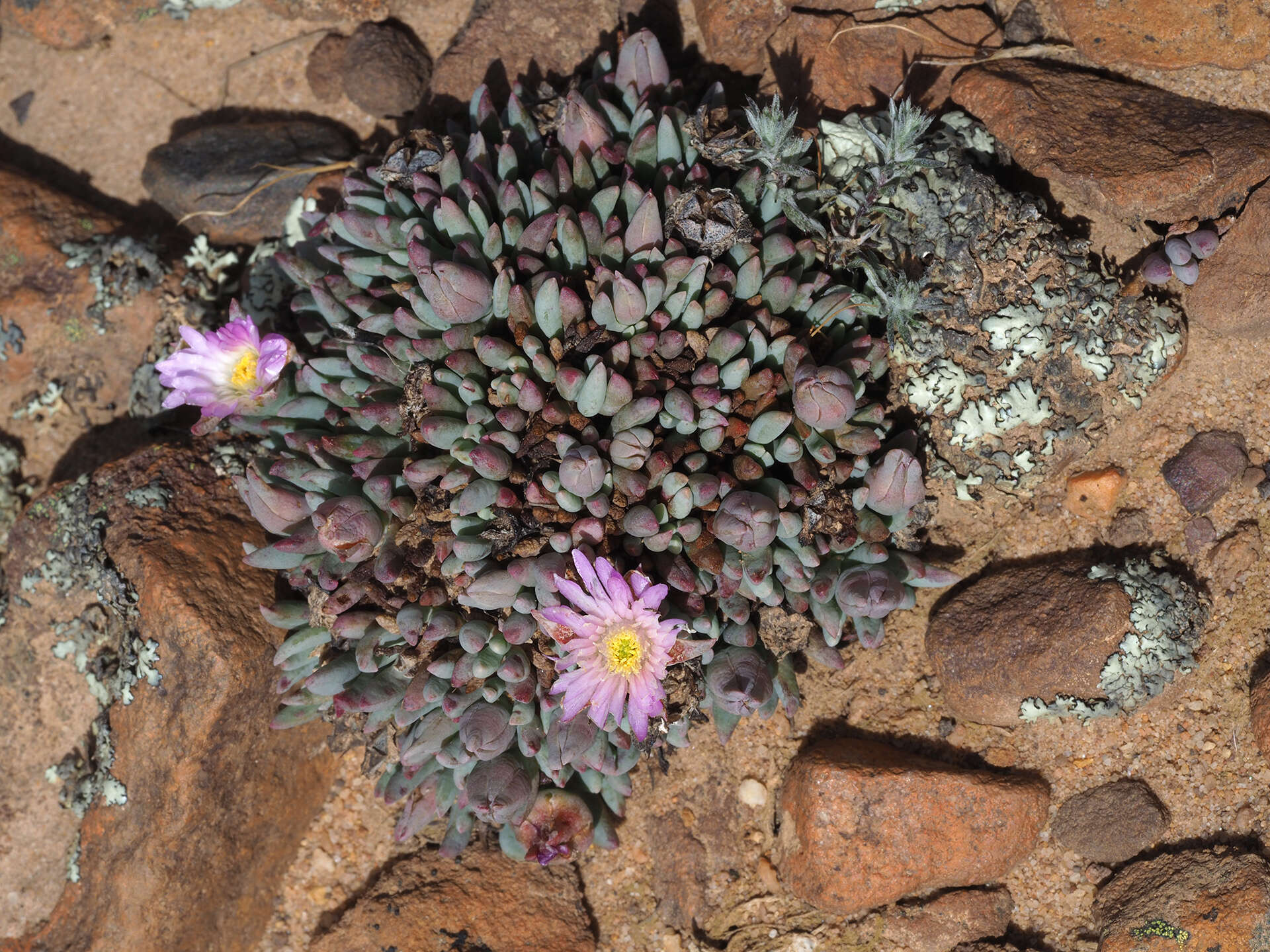 Image of Esterhuysenia alpina L. Bol.